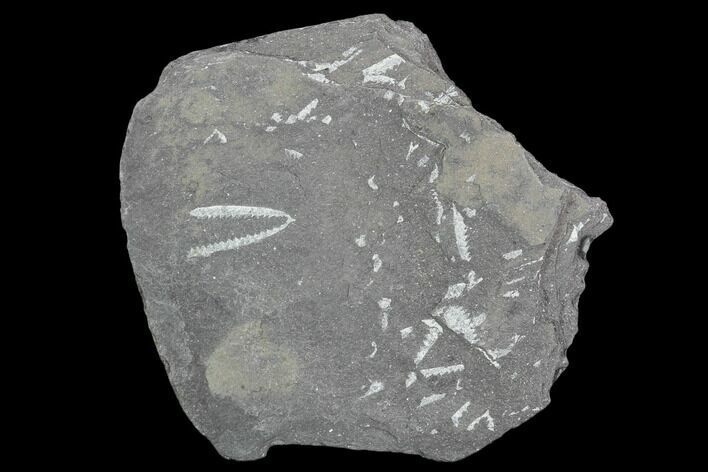 Fossil Graptolite Cluster (Didymograptus) - Great Britain #103460